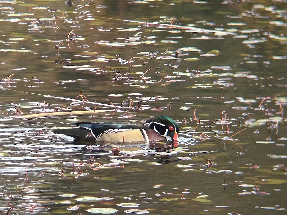 Wood Duck - ML644178825