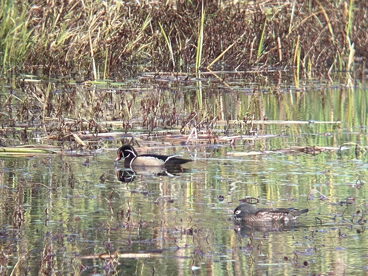 Wood Duck - ML644178826