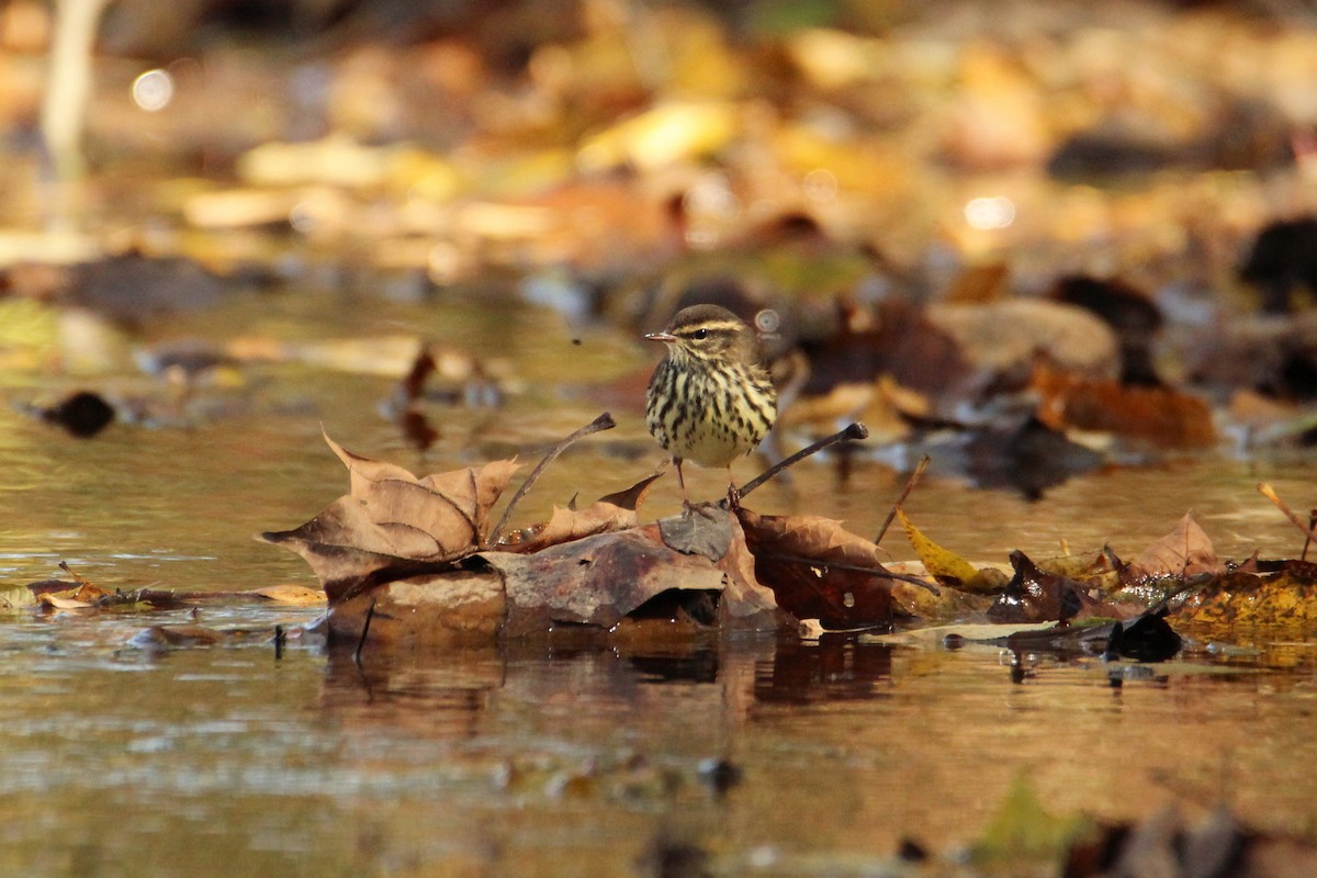 Northern Waterthrush - ML644178827