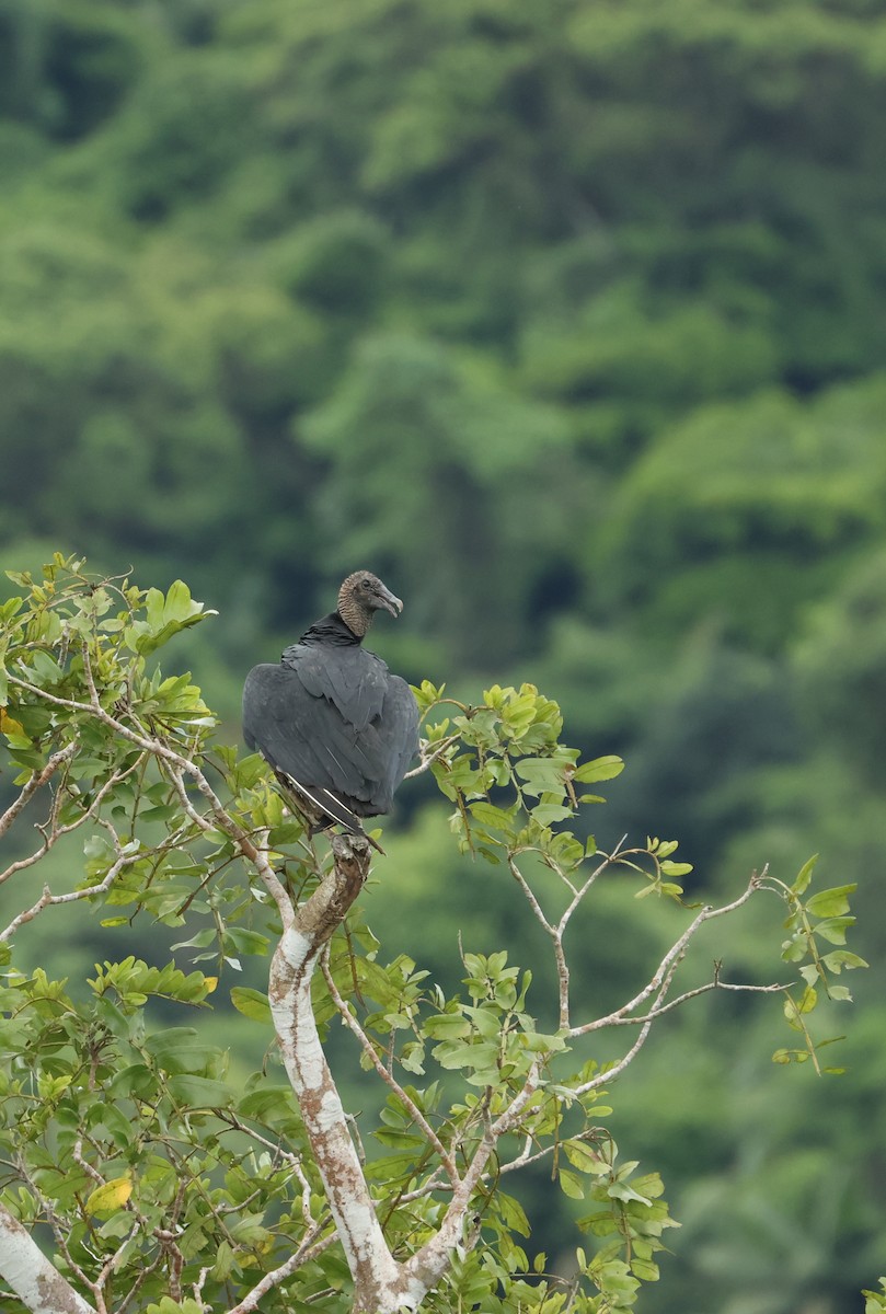 Black Vulture - ML644178832