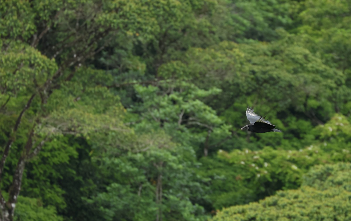 Black Vulture - ML644178835