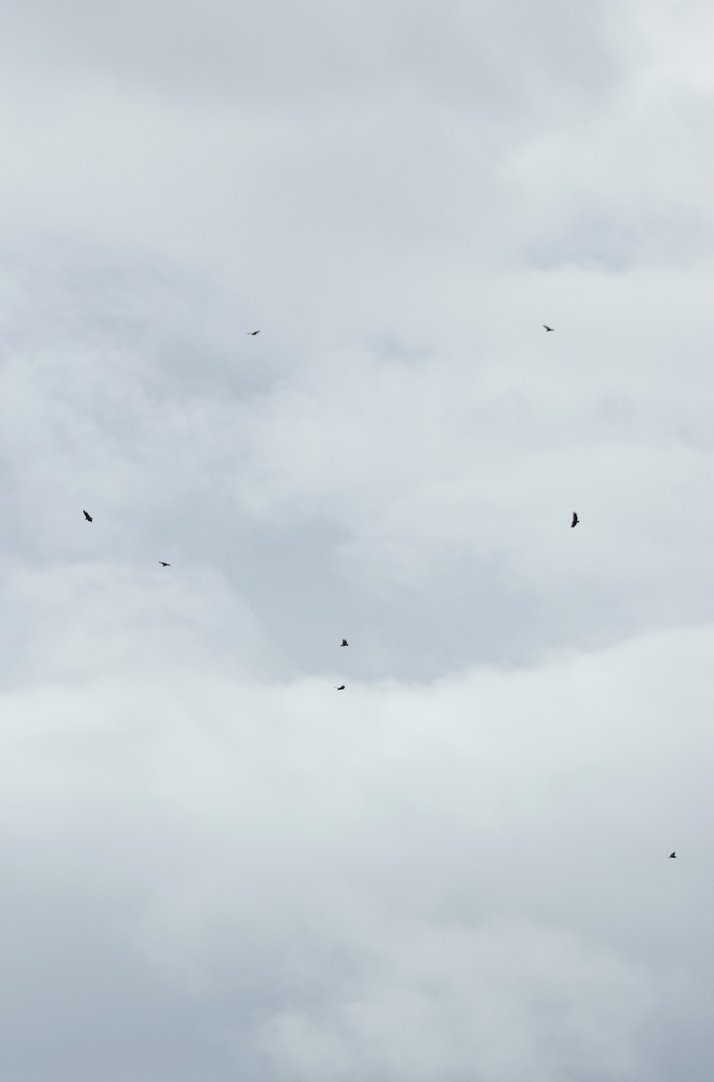 Black Vulture - ML644178837