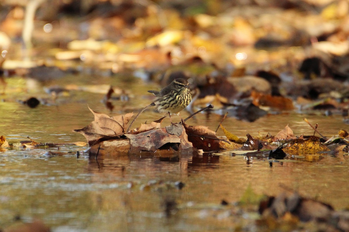Northern Waterthrush - ML644178838