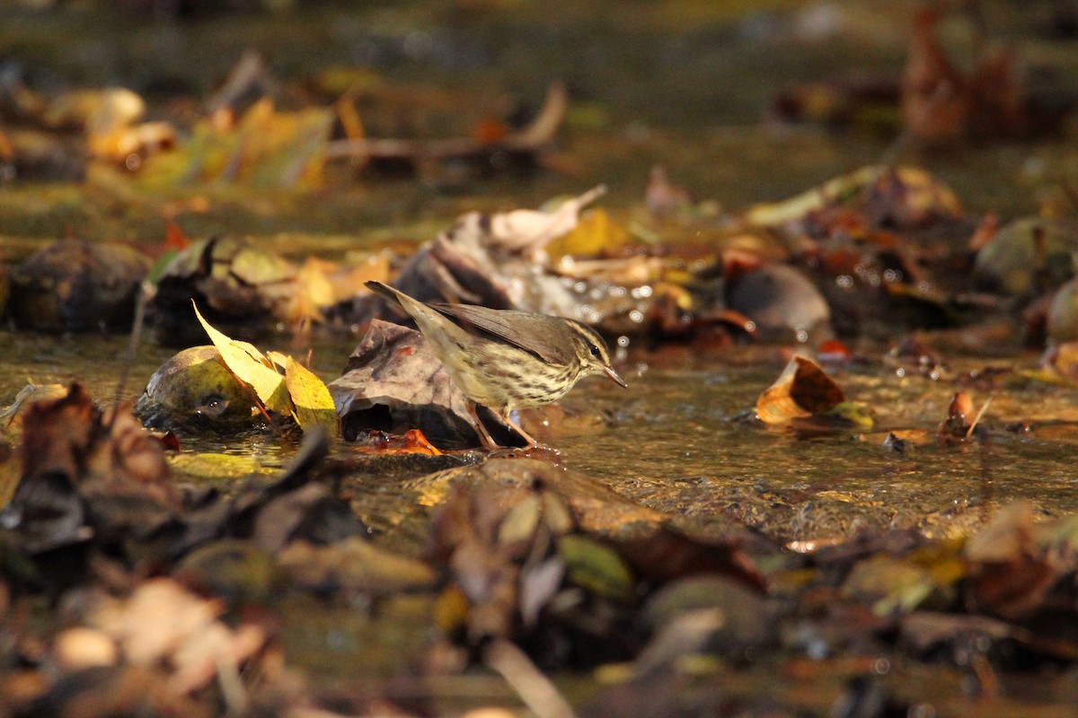 Northern Waterthrush - ML644178842