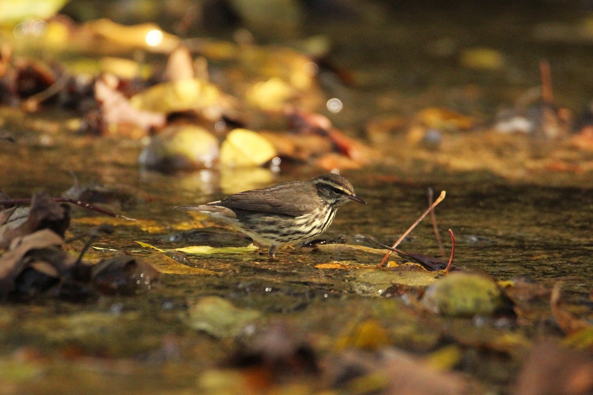 Northern Waterthrush - ML644178848