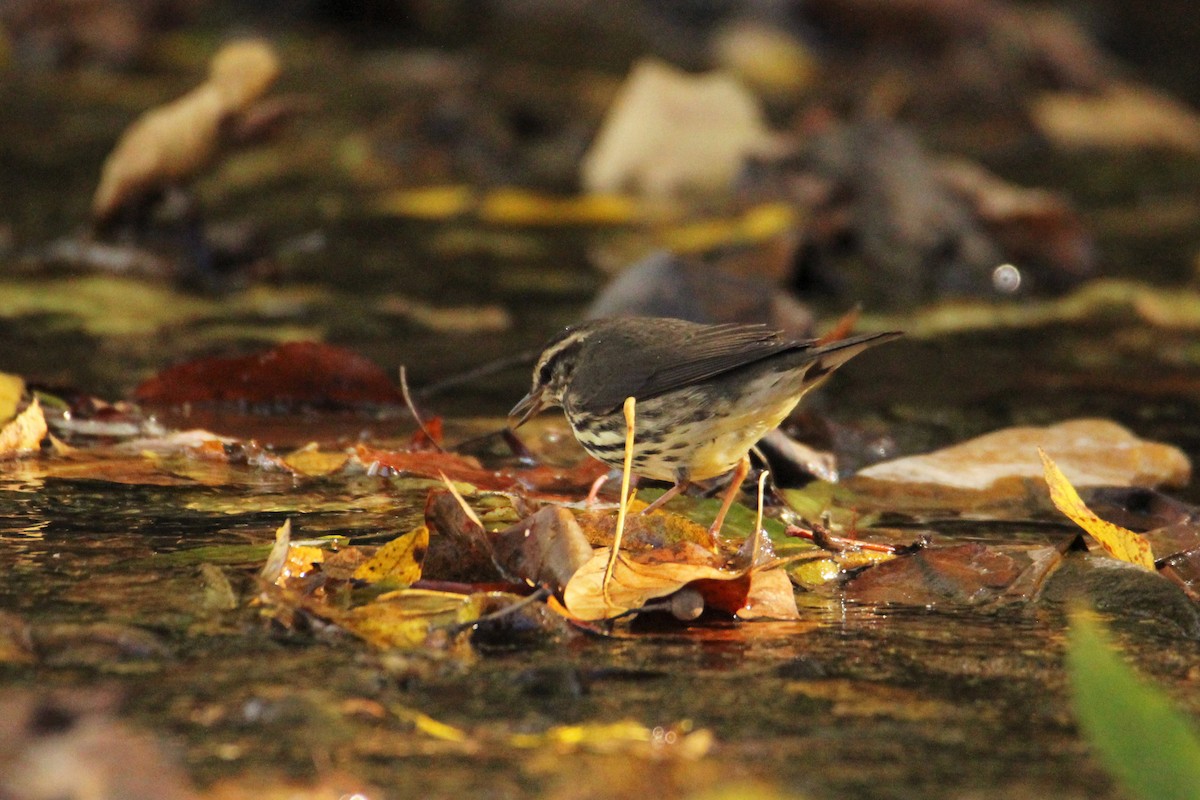Northern Waterthrush - ML644178854