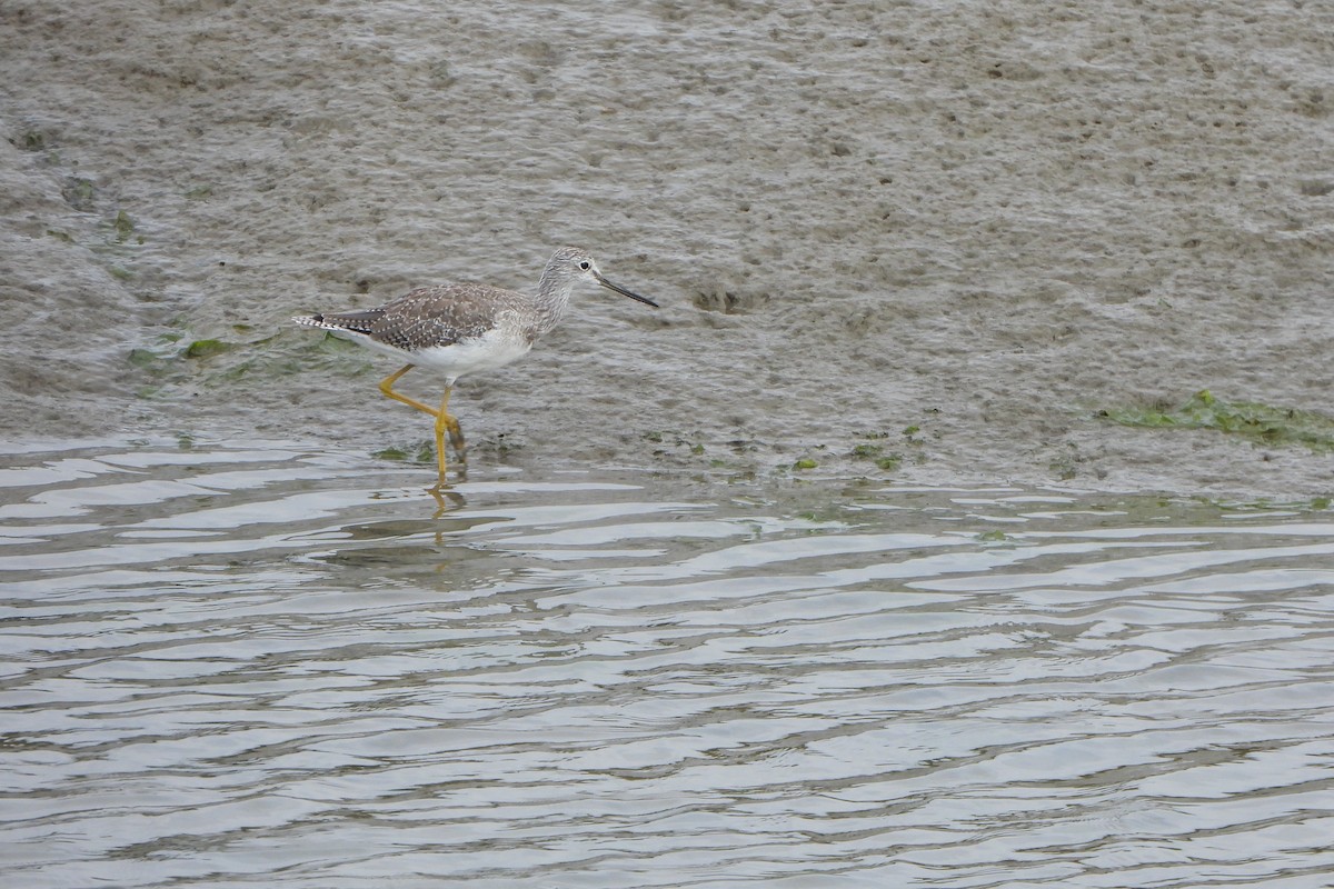 Greater Yellowlegs - ML644178861