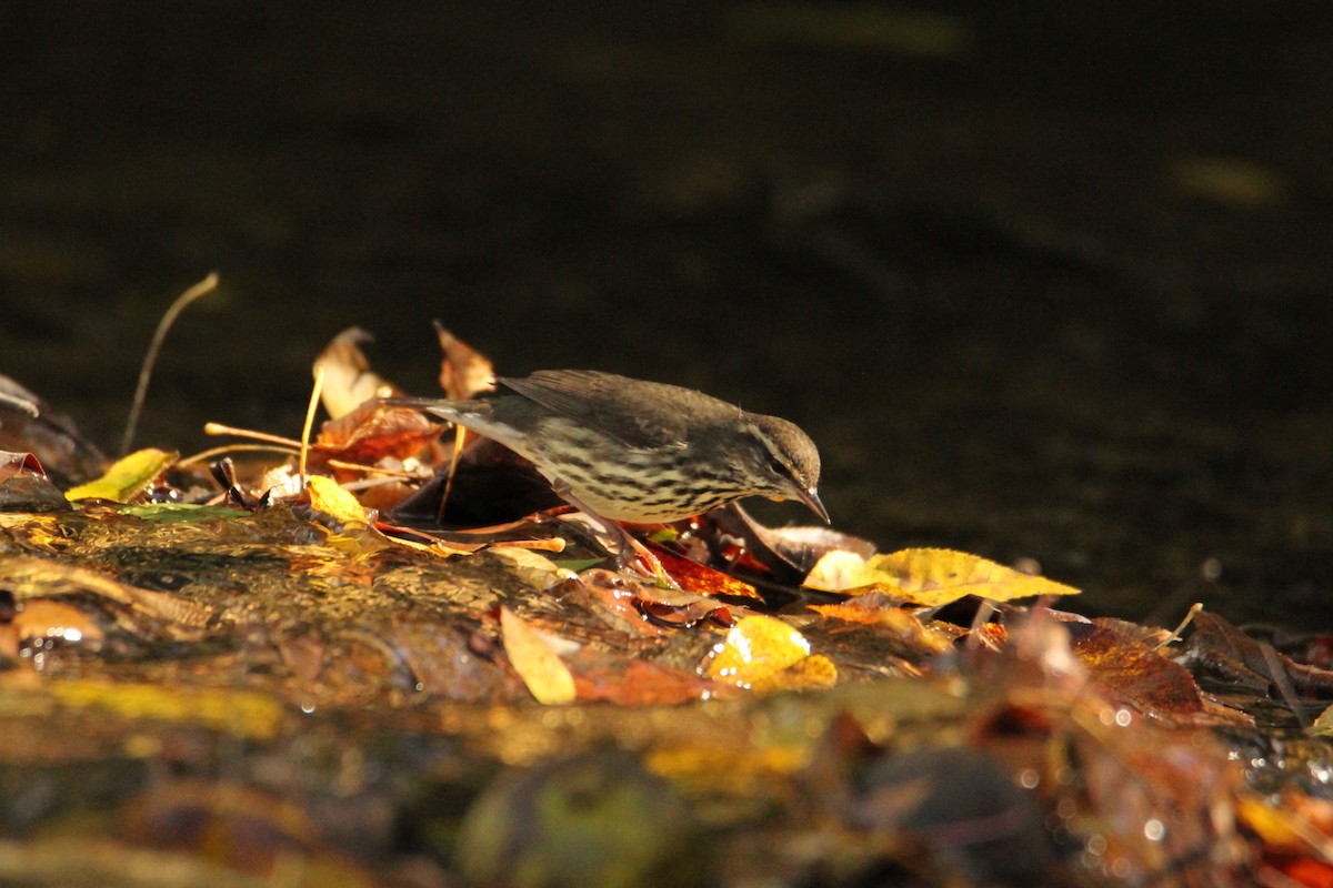 Northern Waterthrush - ML644178862