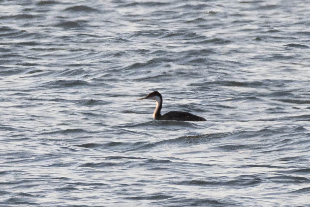 svanedykker - ML644178863