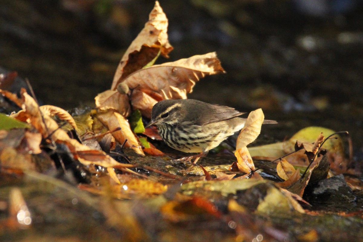 Northern Waterthrush - ML644178864