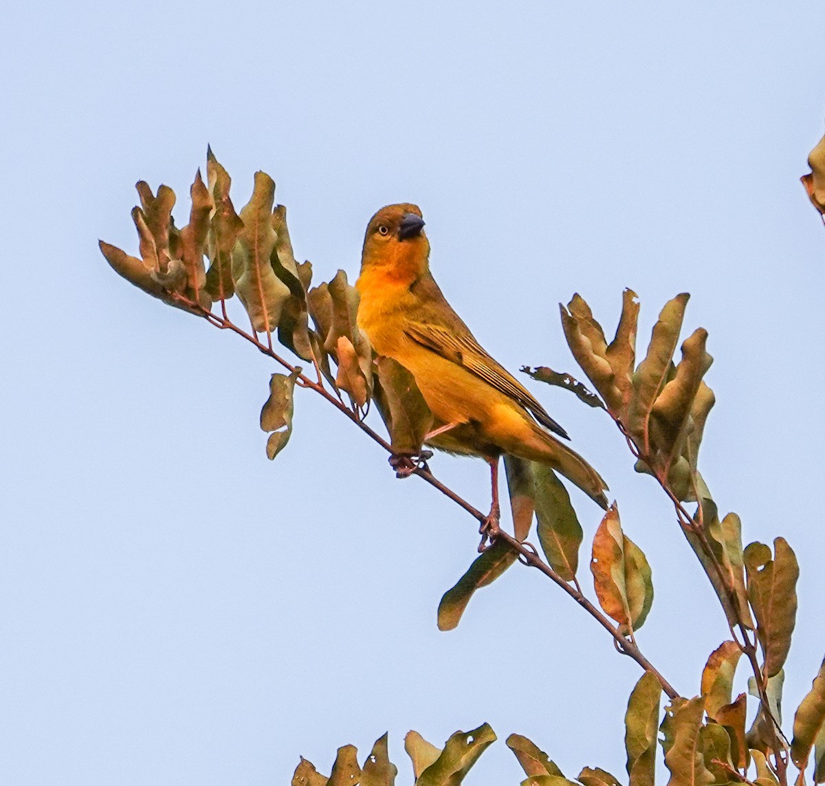 Holub's Golden-Weaver - ML644178868