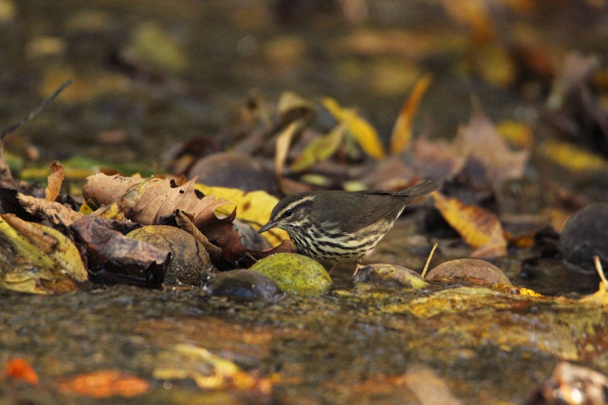 Northern Waterthrush - ML644178875