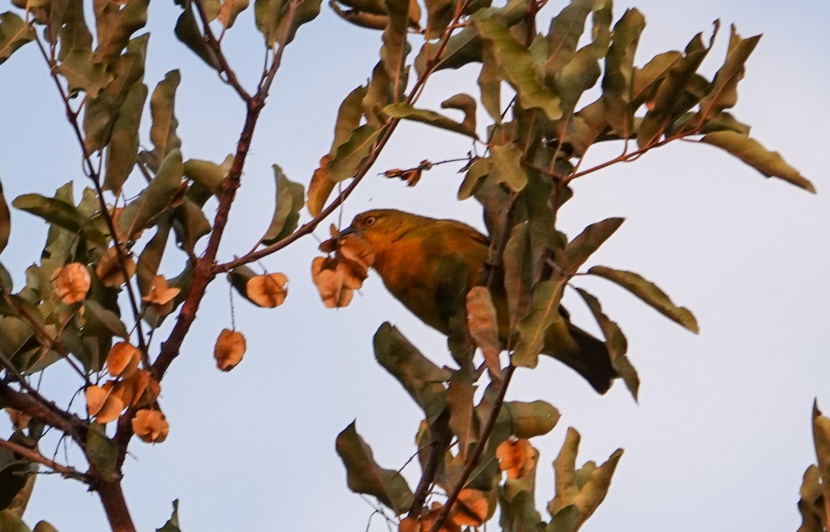 Holub's Golden-Weaver - ML644178876