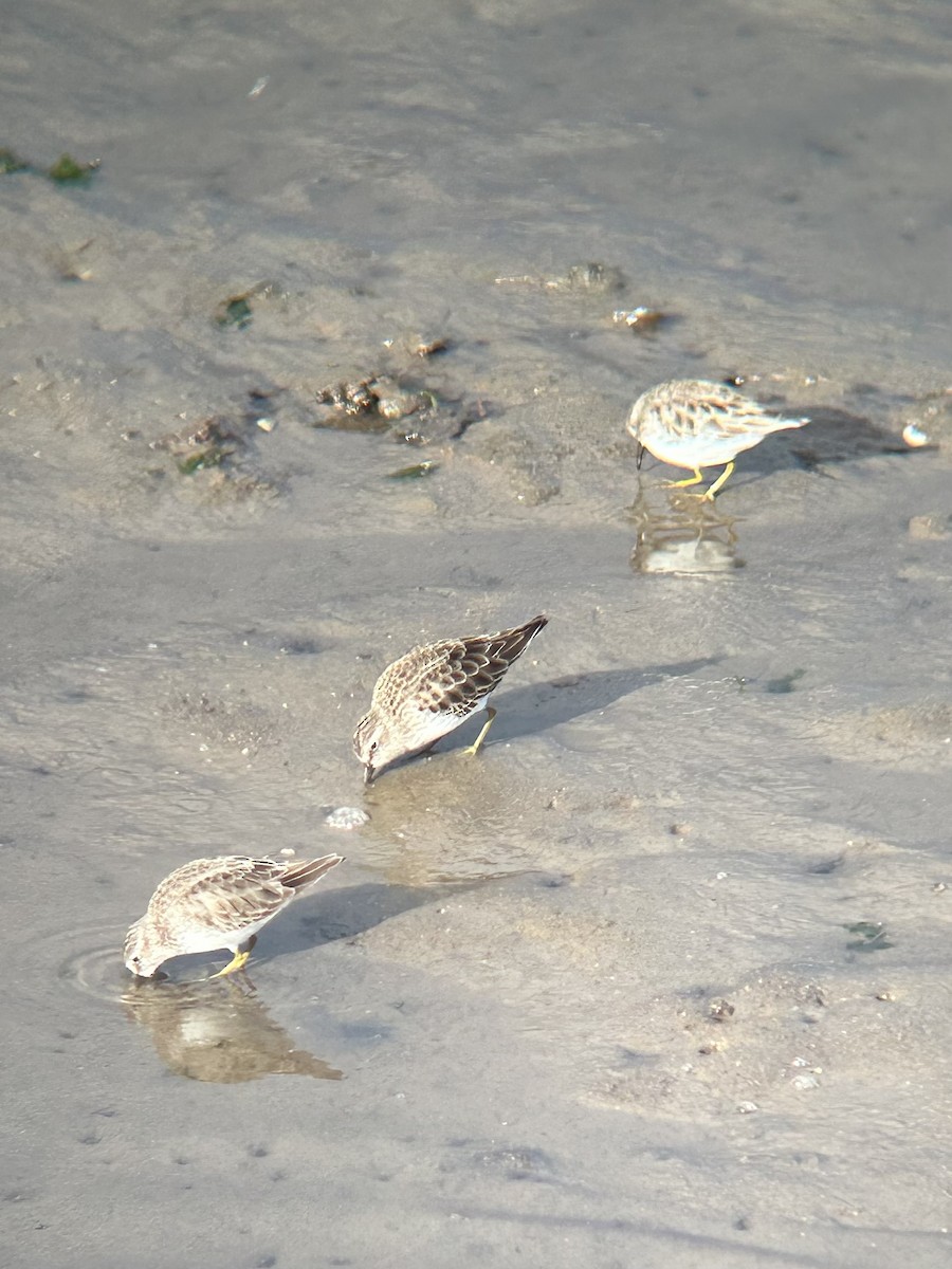 Least Sandpiper - ML644178877