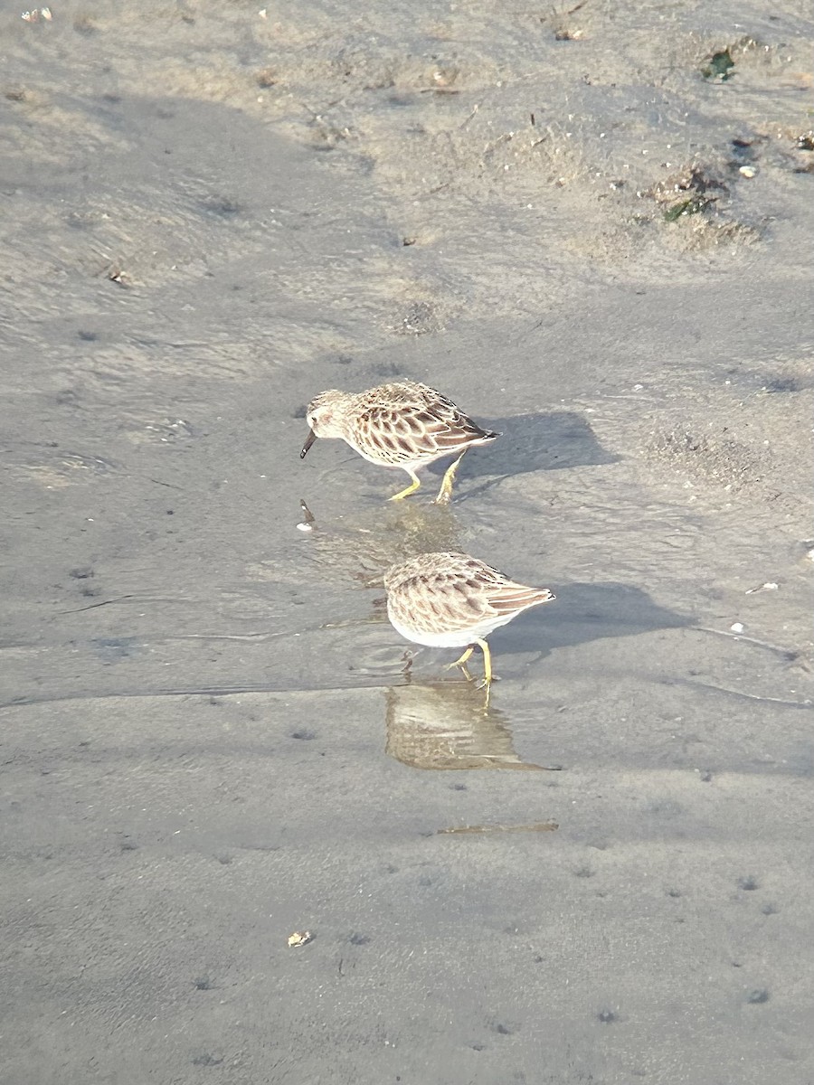 Least Sandpiper - ML644178878