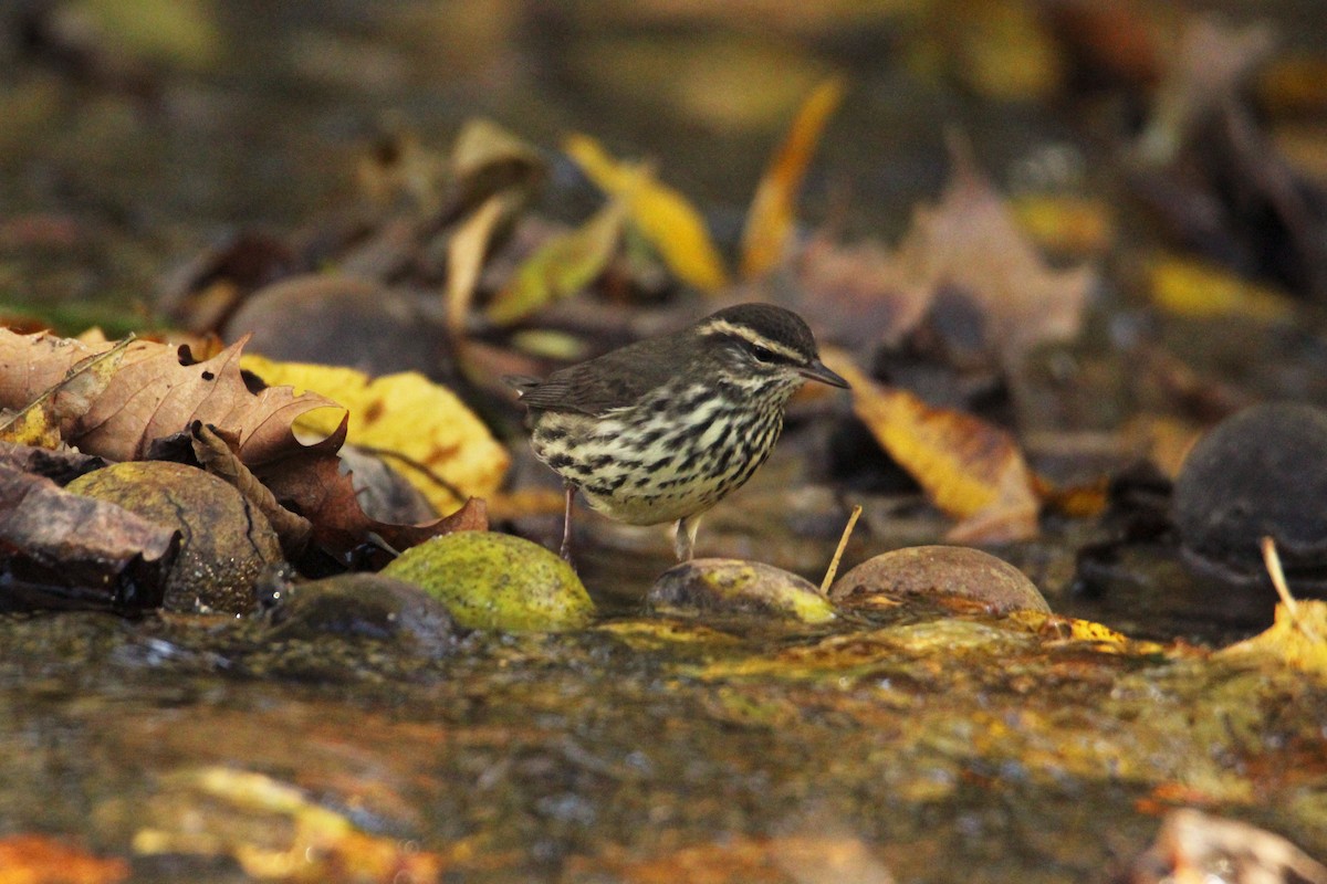 Northern Waterthrush - ML644178879