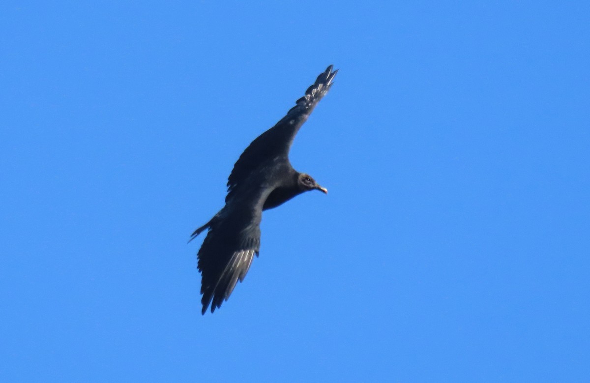 Black Vulture - ML644178881