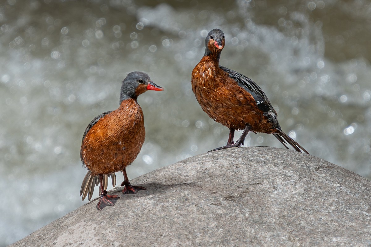 Torrent Duck - ML644178884