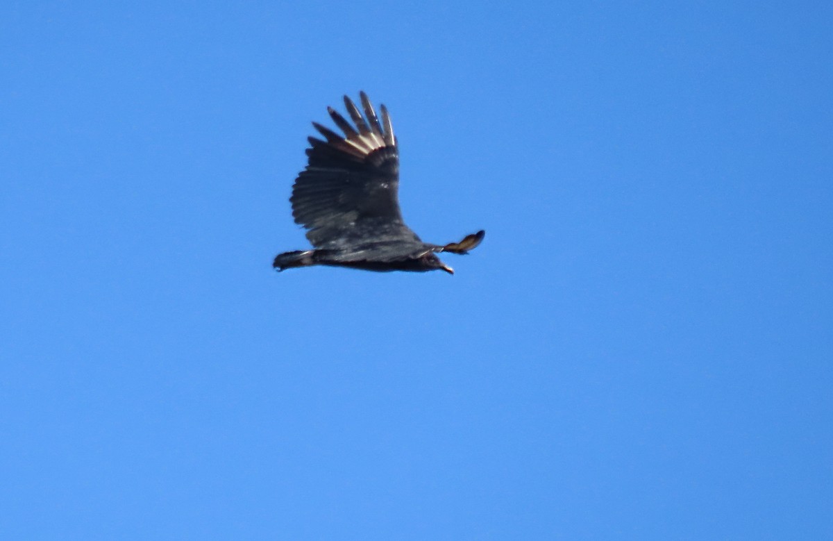 Black Vulture - ML644178892