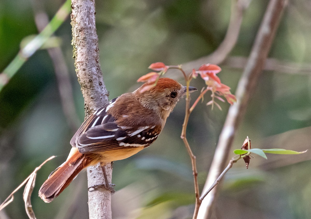 Batara de Pelzeln - ML644178893