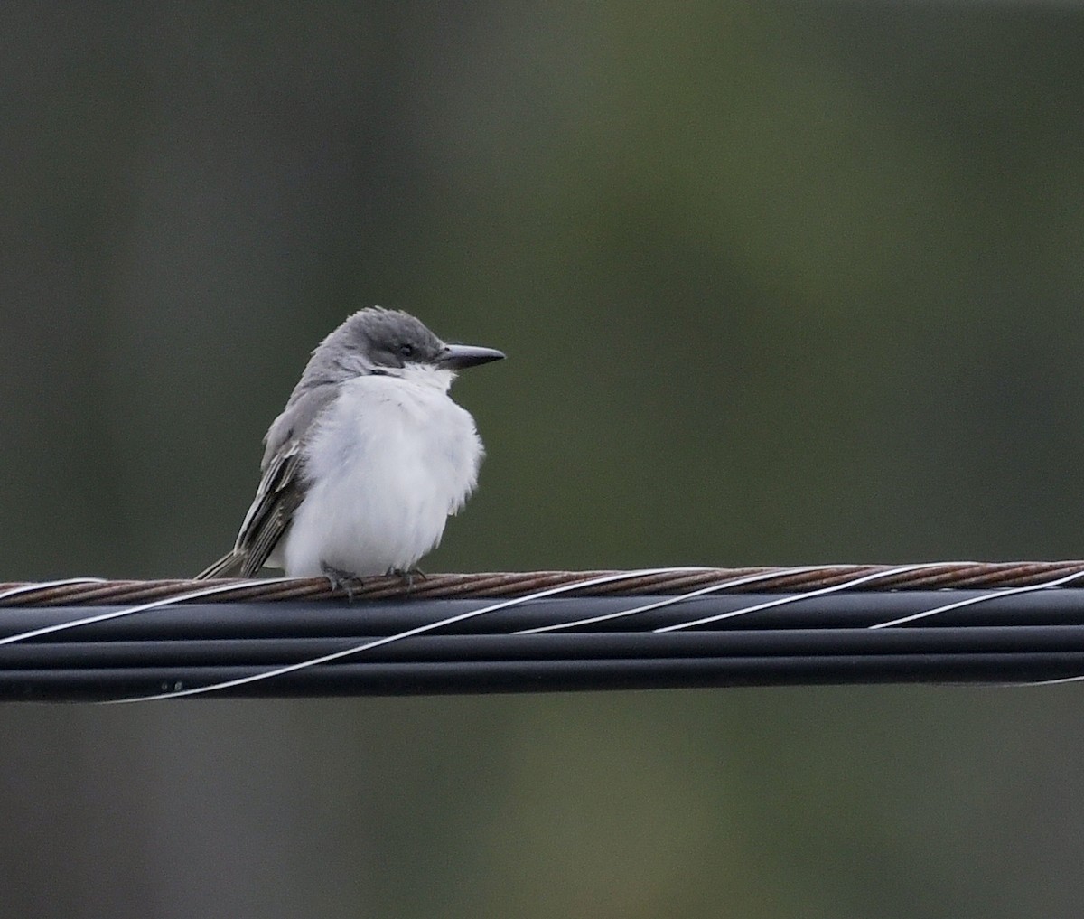 Gray Kingbird - ML644178894