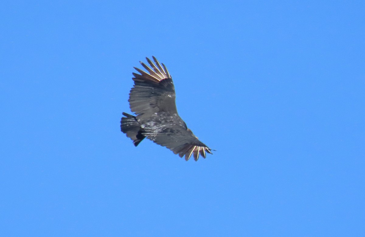 Black Vulture - ML644178895
