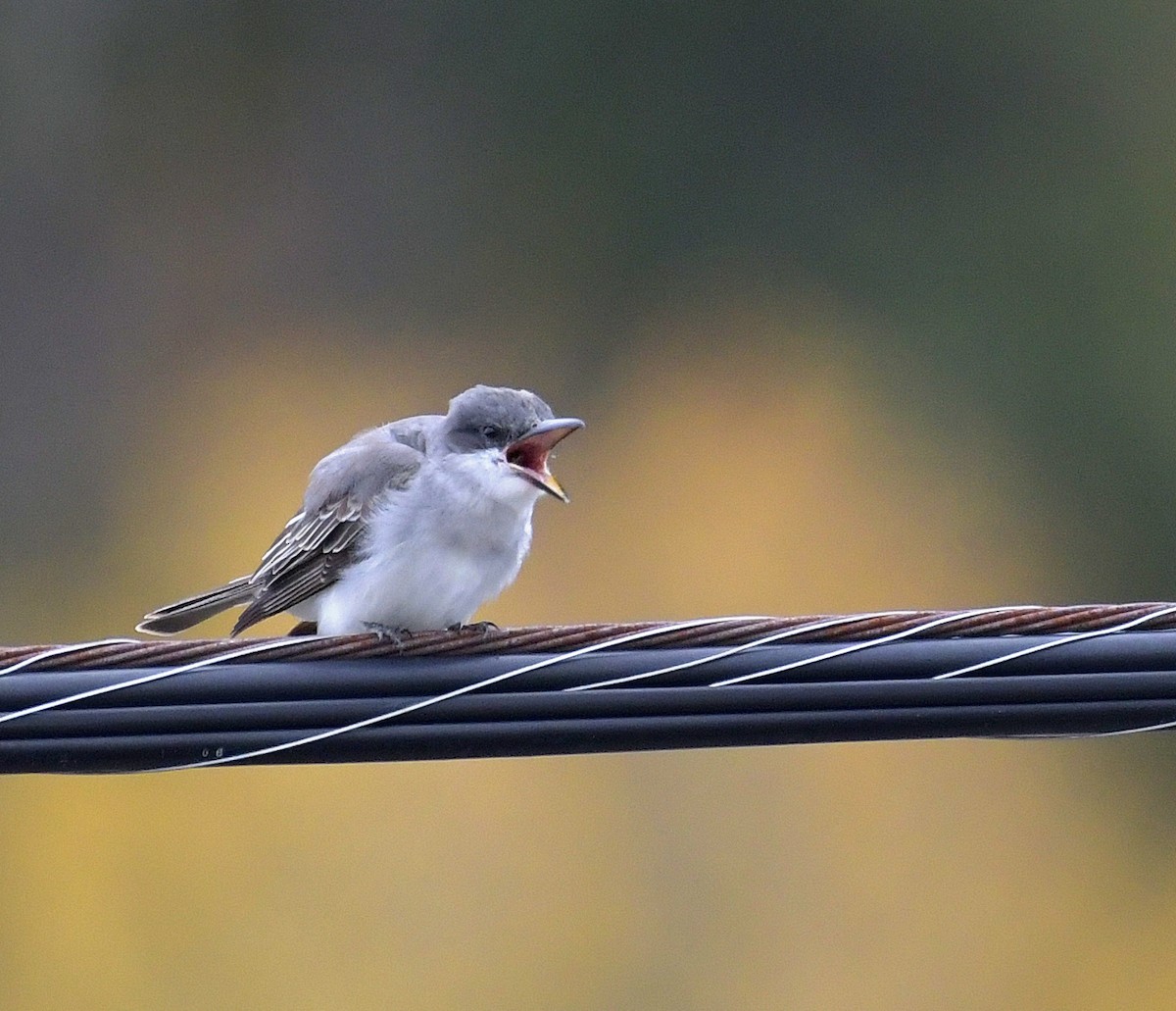 Gray Kingbird - ML644178896