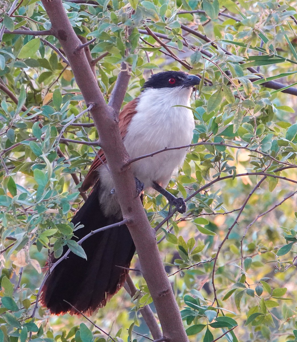 セネガルバンケン - ML644178900