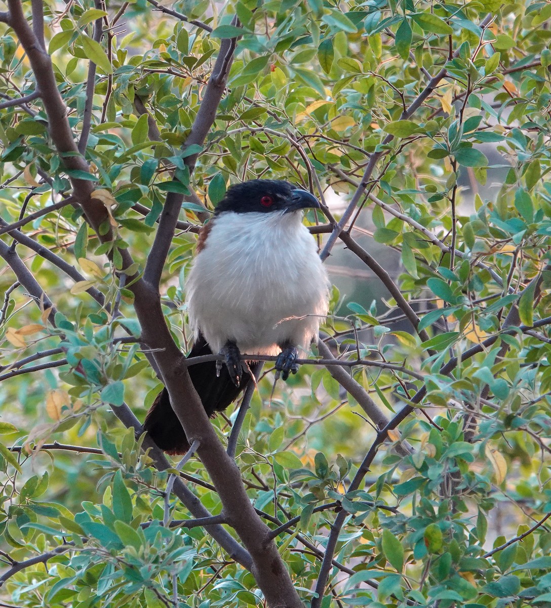 セネガルバンケン - ML644178903