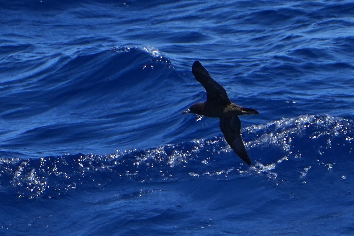 lysbeinlire - ML644178904