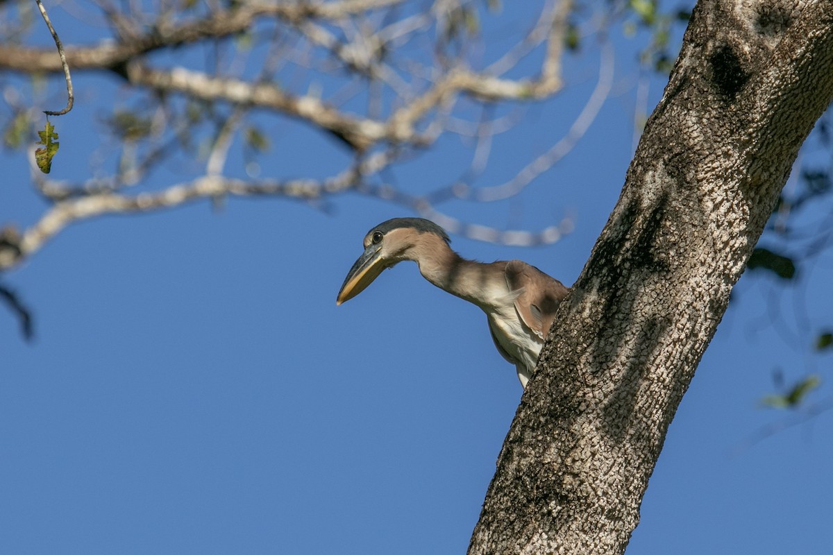 Boat-billed Heron - ML644178910