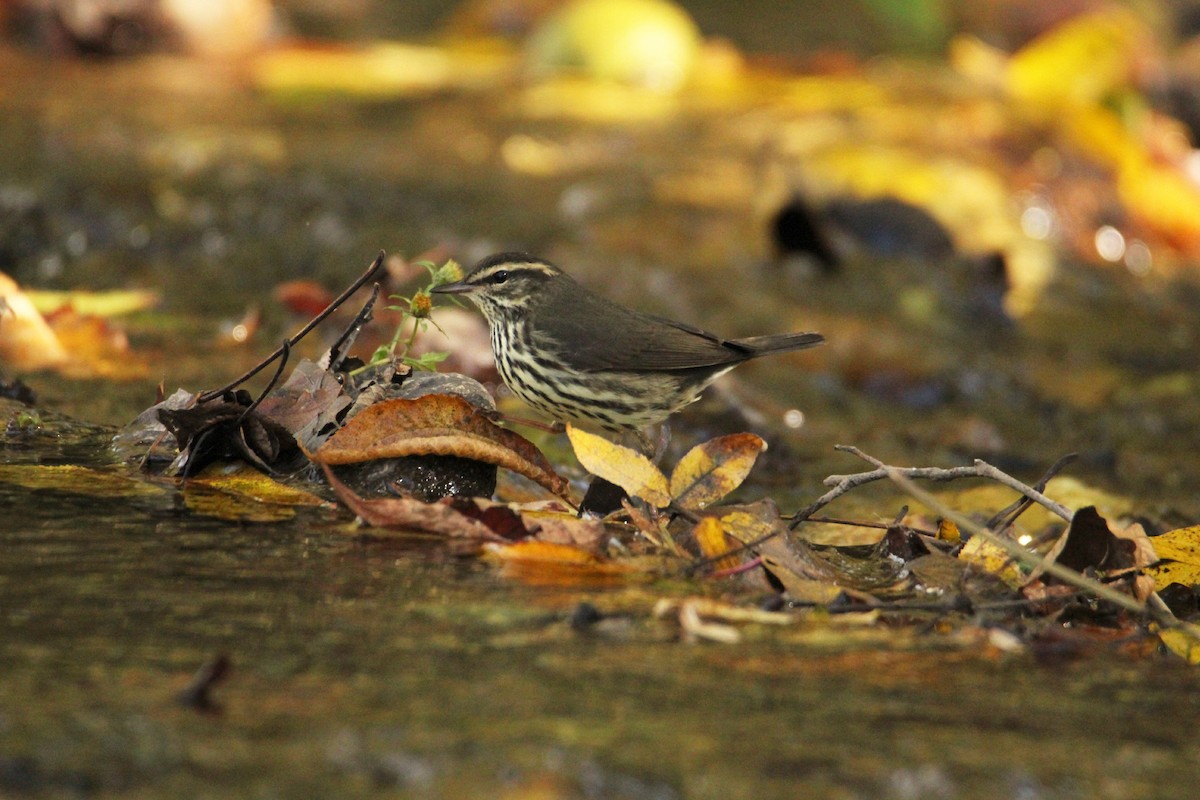 Northern Waterthrush - ML644178911