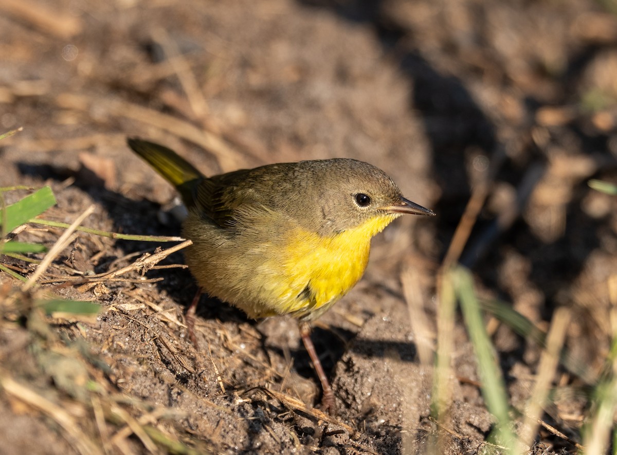 Common Yellowthroat - ML644178921