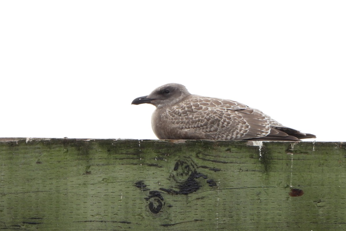 Western/Glaucous-winged Gull - ML644178923