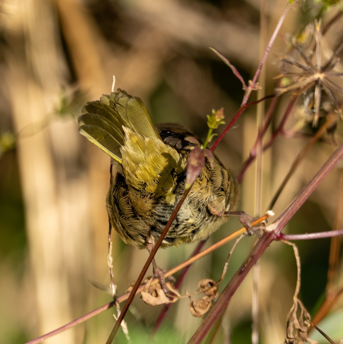 Common Yellowthroat - ML644178933