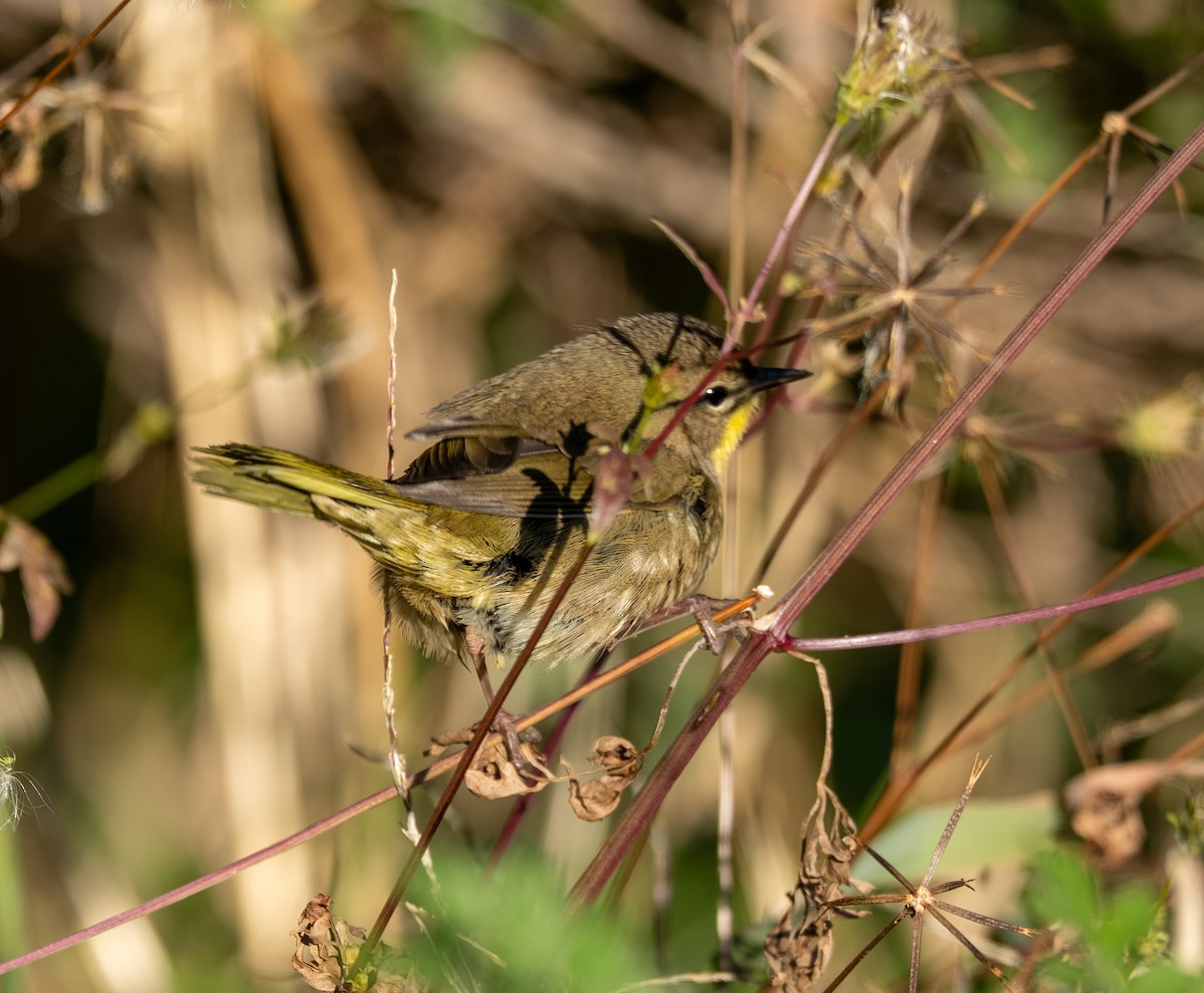 Common Yellowthroat - ML644178948