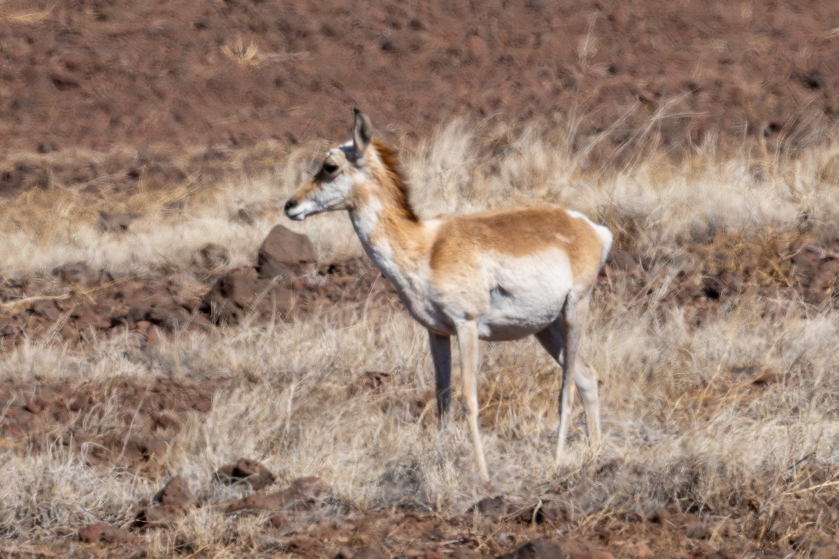 動物界 - ML644178950