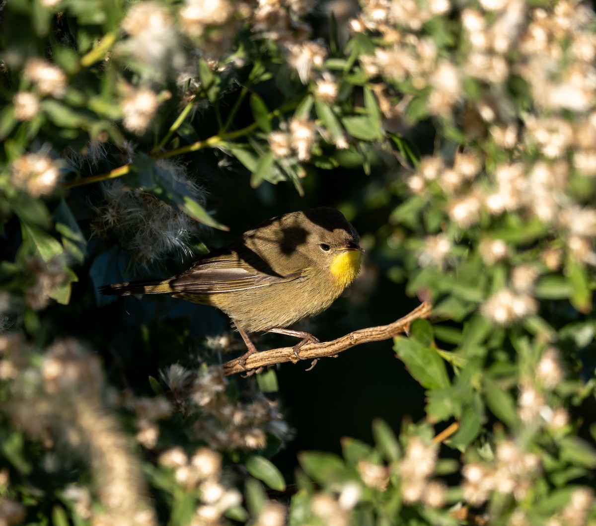 Common Yellowthroat - ML644178953