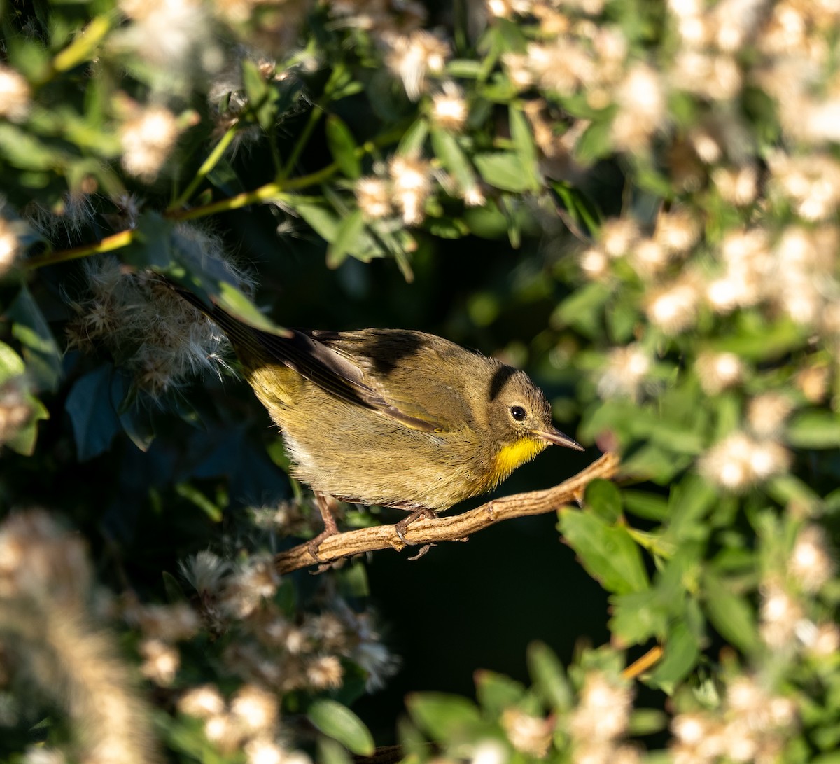 Common Yellowthroat - ML644178955