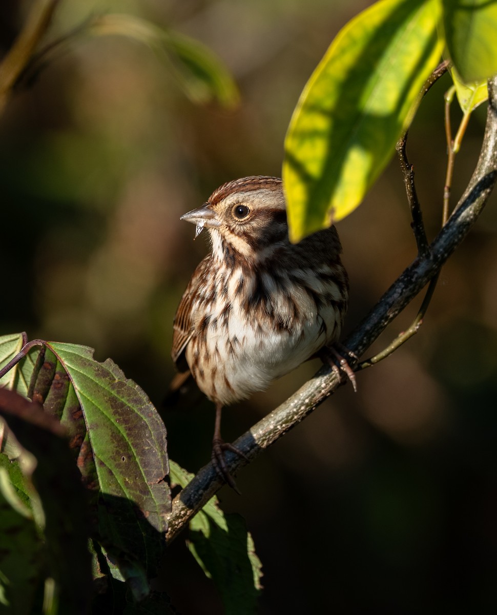 Song Sparrow - ML644178967