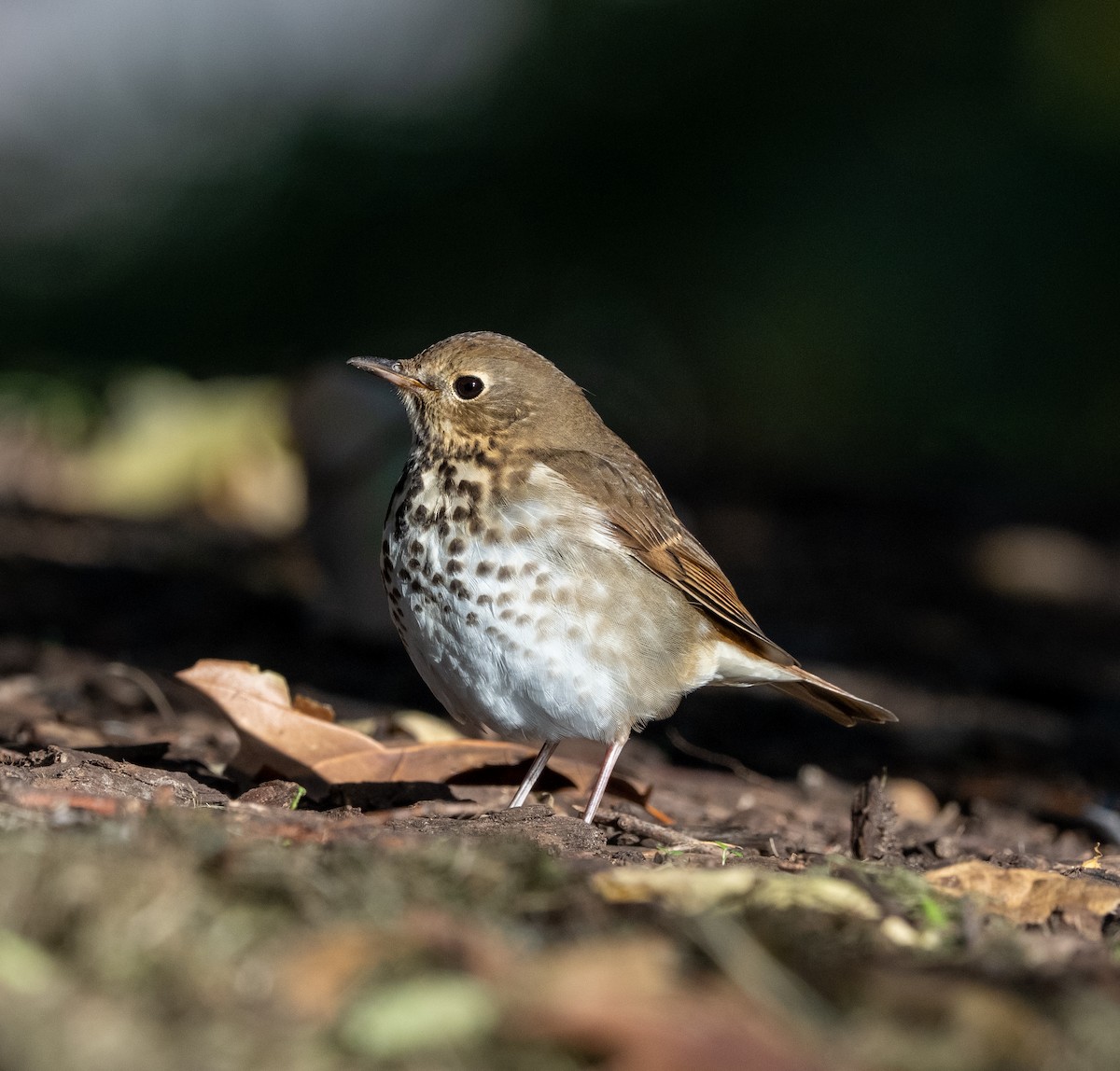 Hermit Thrush - ML644178982