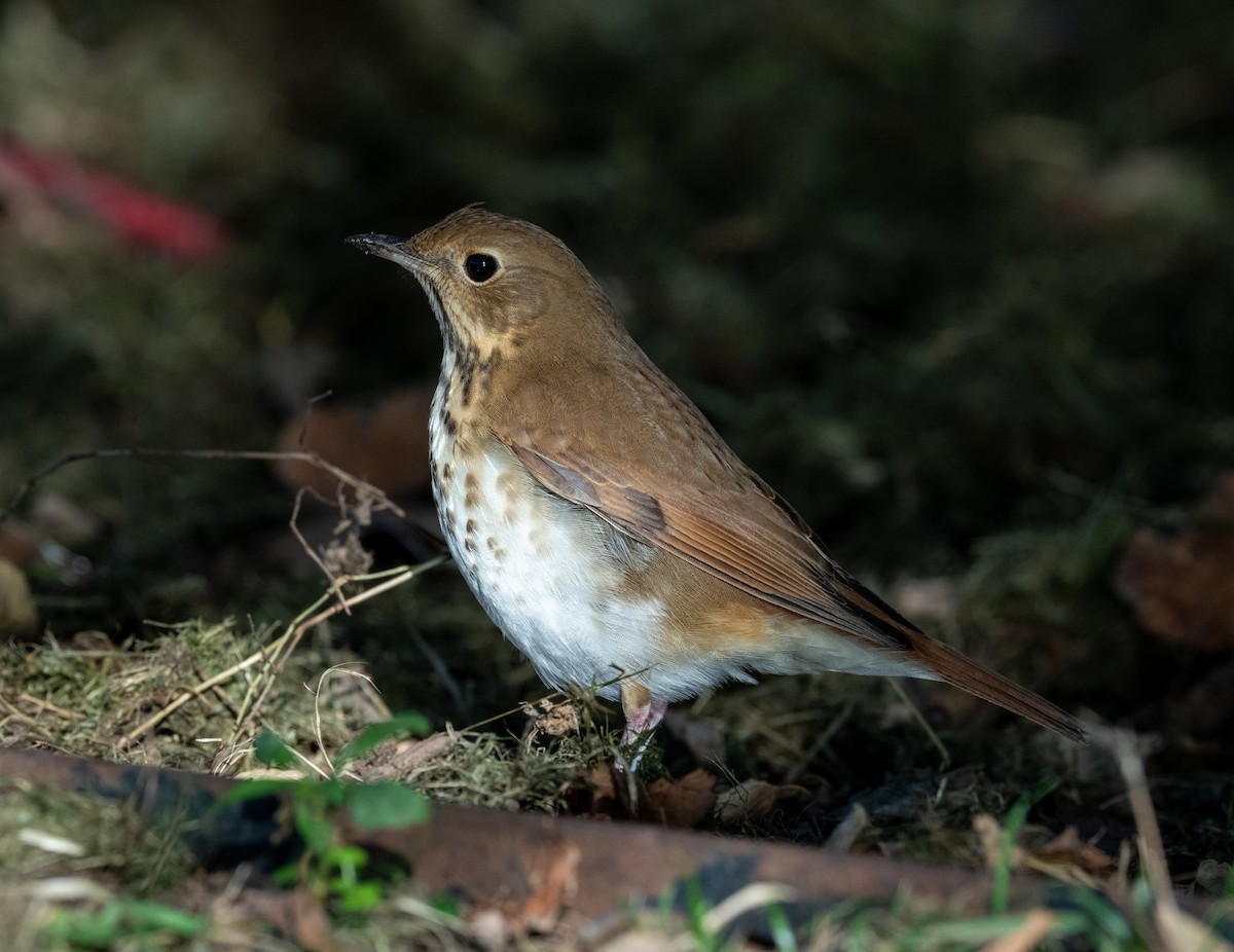 Hermit Thrush - ML644178983
