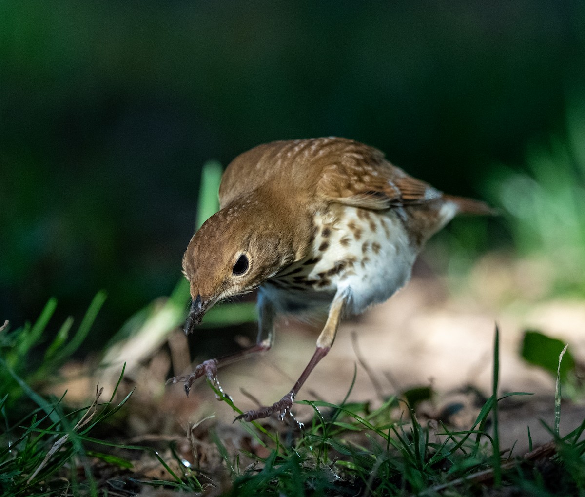 Hermit Thrush - ML644179003