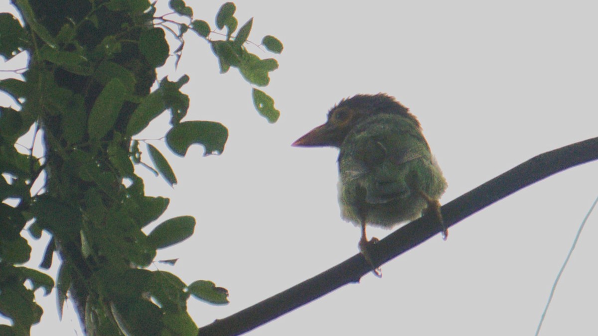 Brown-headed Barbet - ML644179004