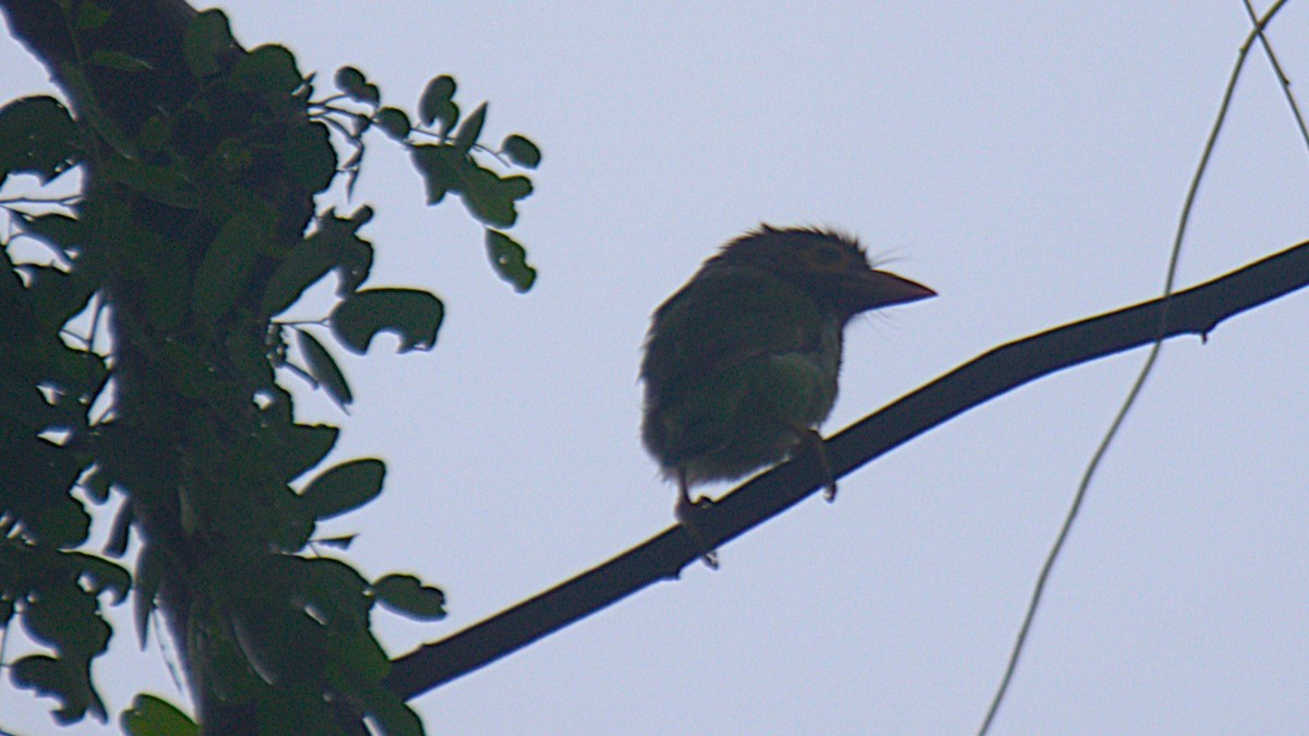 Brown-headed Barbet - ML644179005