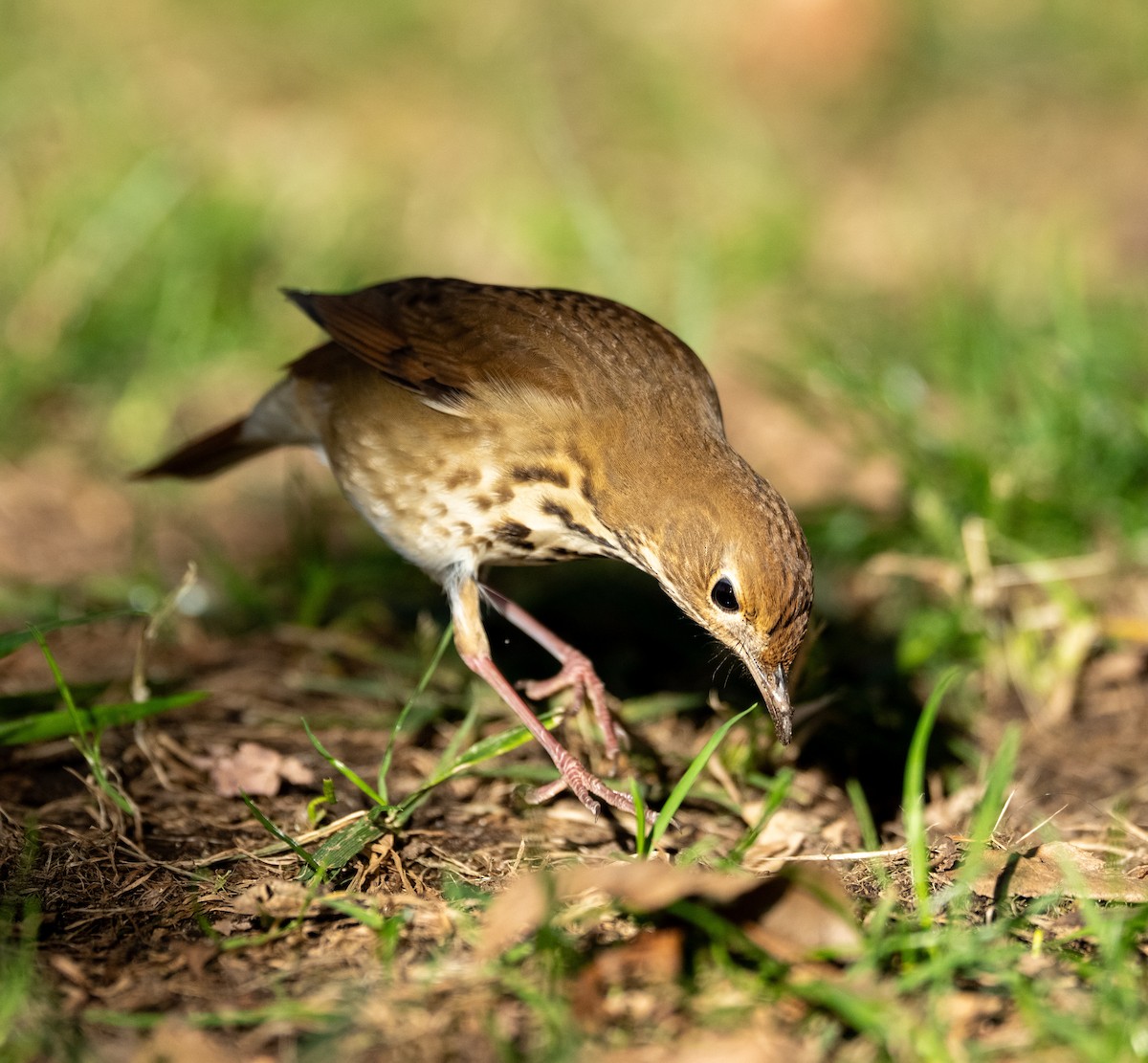 Hermit Thrush - ML644179018