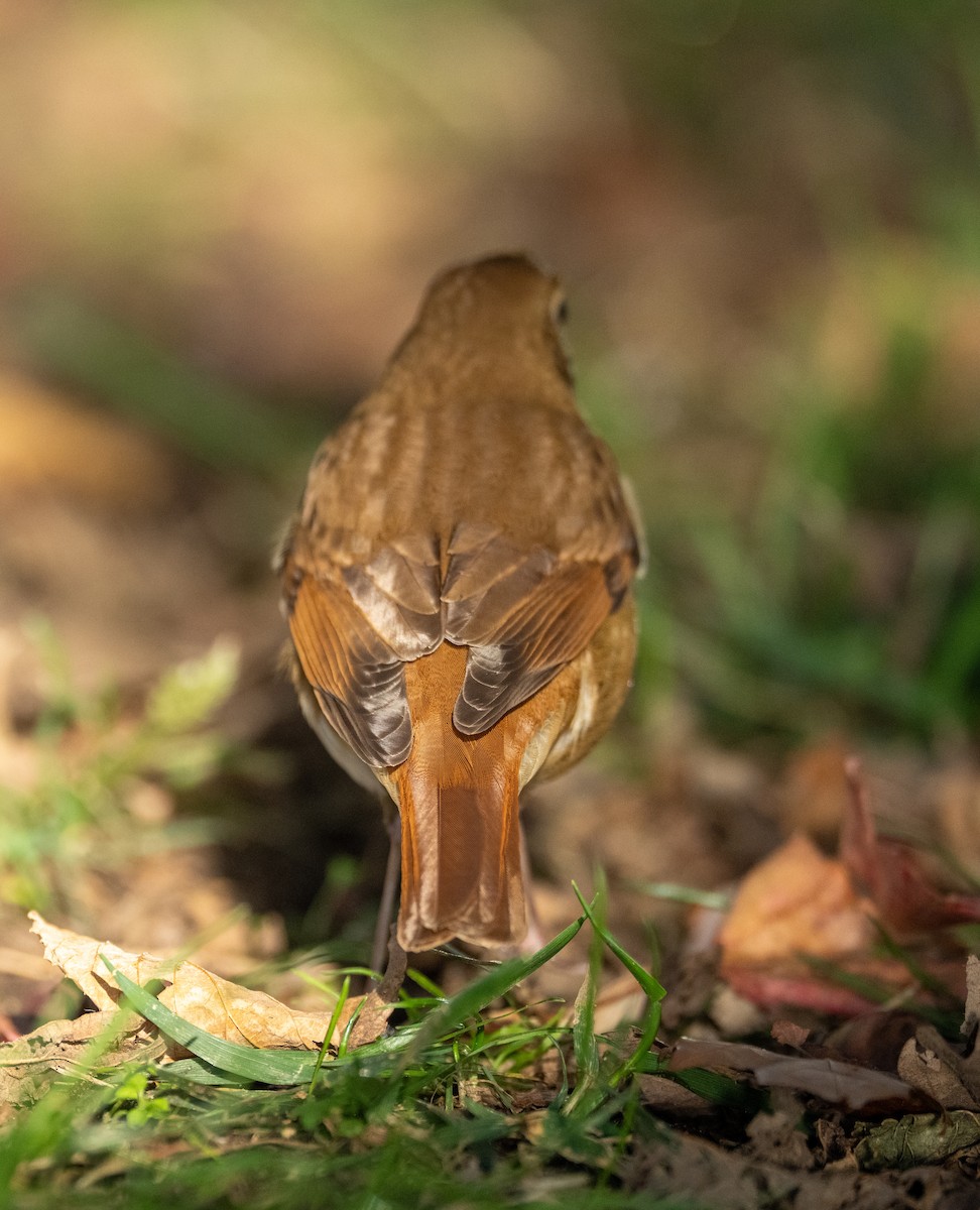 Hermit Thrush - ML644179019