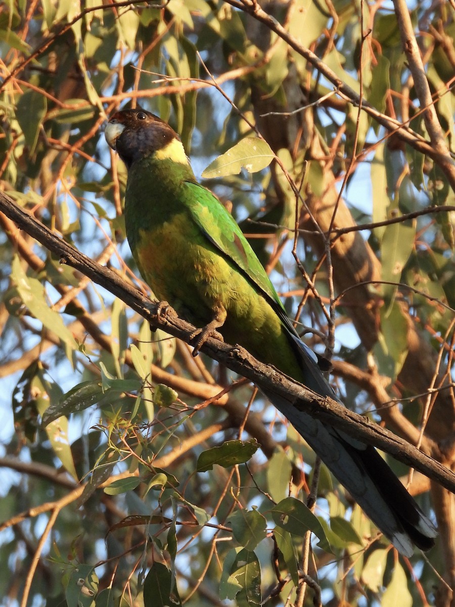 svarthodeparakitt - ML644179020