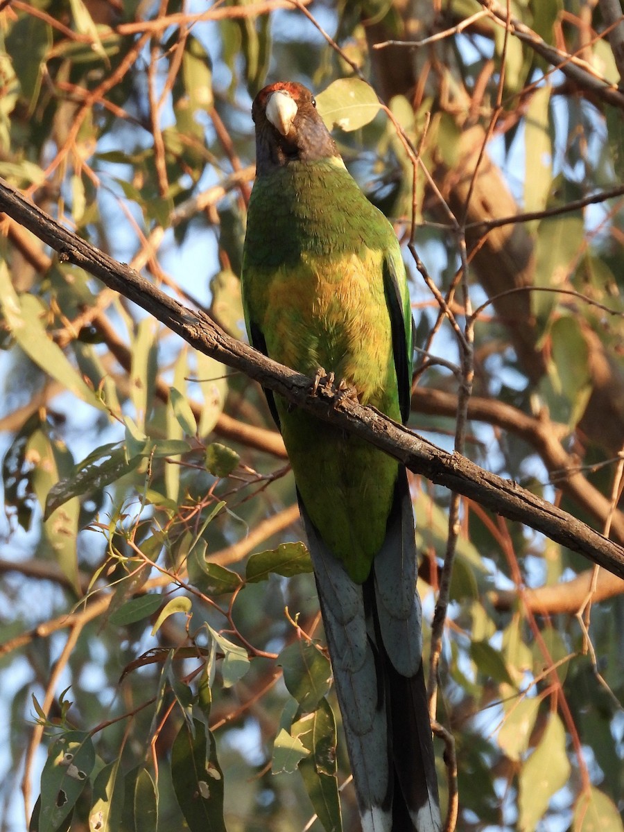 svarthodeparakitt - ML644179021