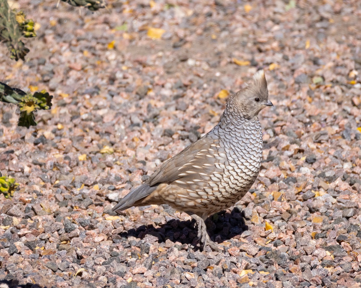 Scaled Quail - ML644179023